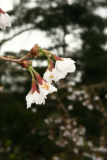 Prunus incisa 'Kojo-no-mai' RCP4-2013 175.JPG